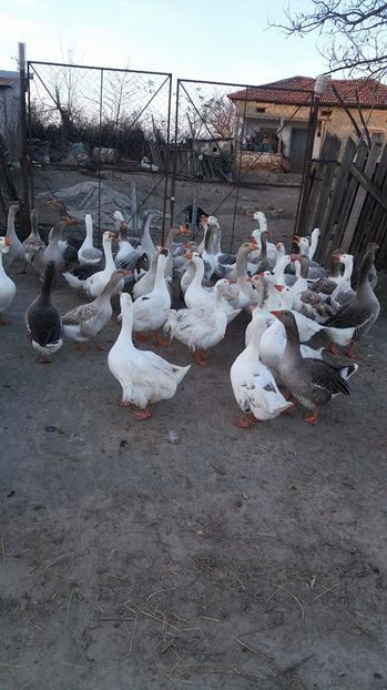 15139600_1226694100721585_924731668_n