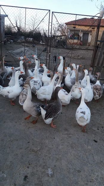 15086953_1226698850721110_1438320647_n