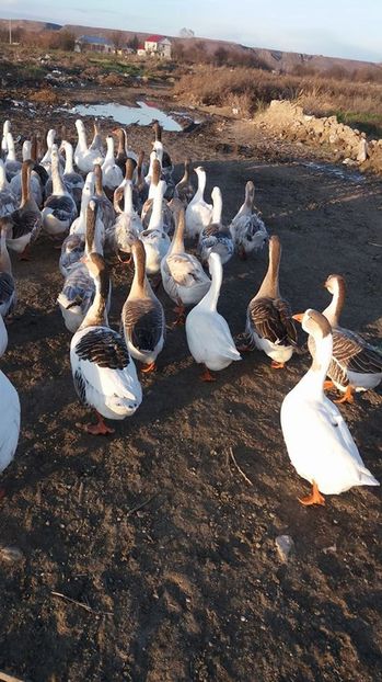 15086173_1226698207387841_1558163428_n