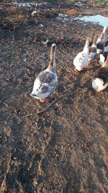 gascan boboc de anu asta