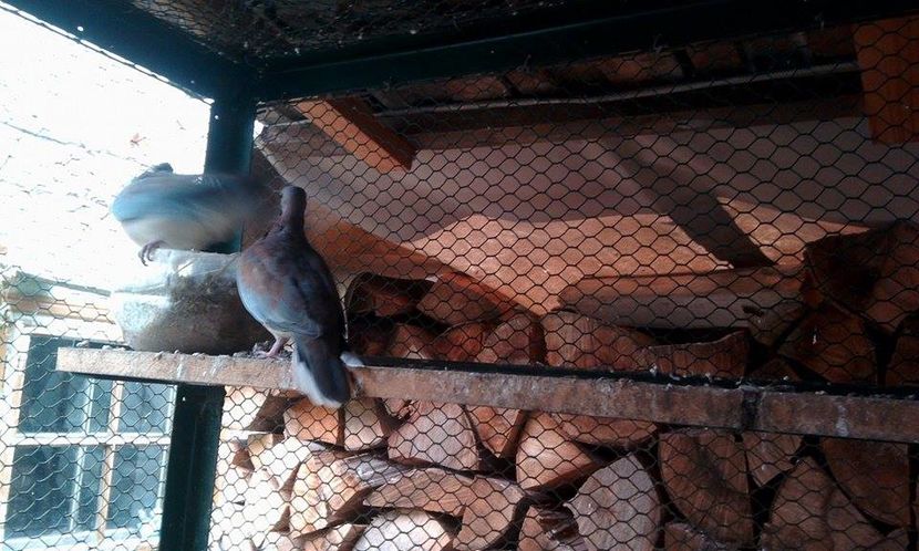 15151038_1192502700785642_406607030_n - turturele de senegal