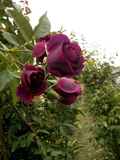 15016179_1068338646645962_5106554090913523888_o - 0 TRANDAFIRI 2016