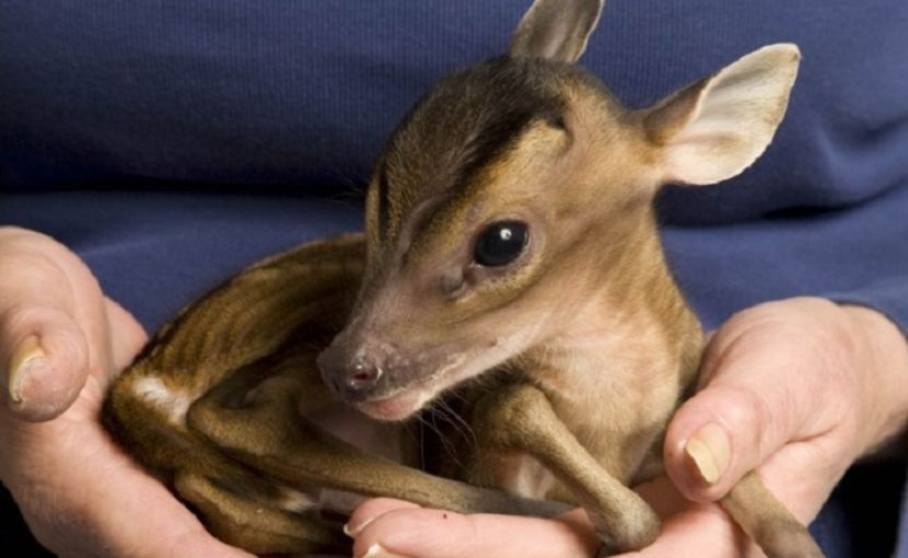 little sweet Bambi - NATURA ȘI SURPRIZELE EI