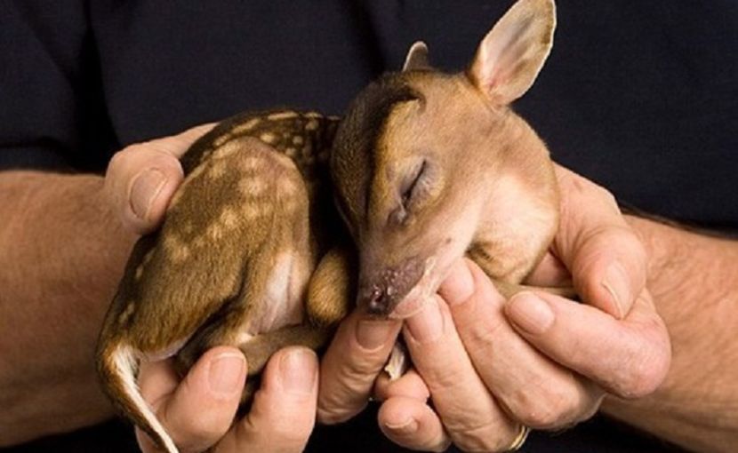 little sweet Bambi