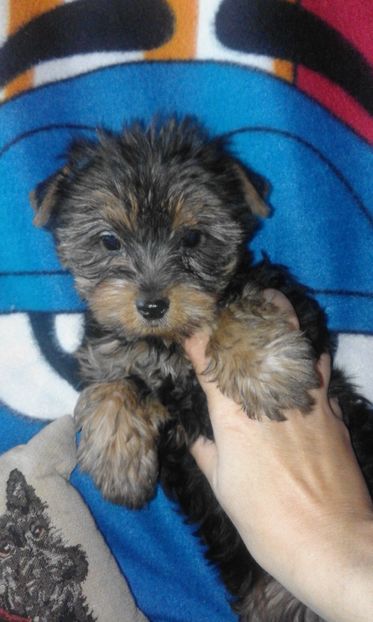 Yorkshire fetita - Yorkshire terrier