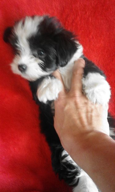 Bichon Havanese fetita; nascuta in 03.09.2016
