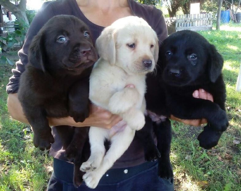 Labrador Retriever - Labrador Retriever