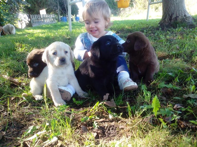 Labrador Retriever - Labrador Retriever