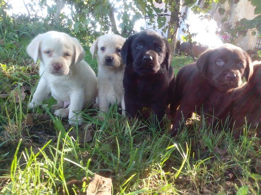 Labrador Retriever