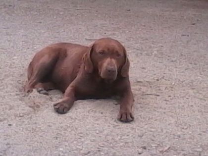 Labrador Retriever - Labrador Retriever