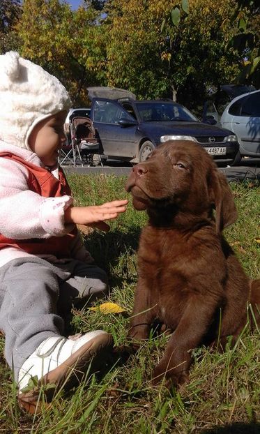 Labrador Retriever - Labrador Retriever