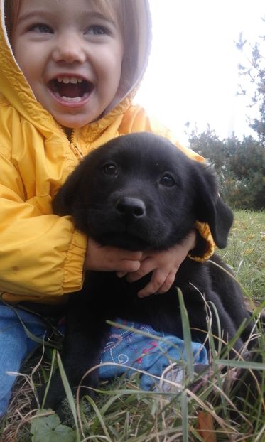 Labrador Retriever; pui de zara fetita
