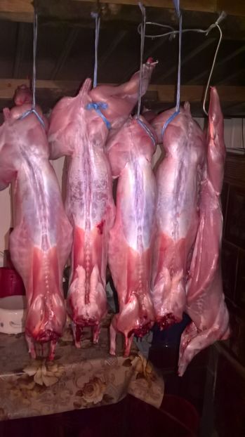 1,80-2,20 kg la4,5 luni - E1- carcase hycole