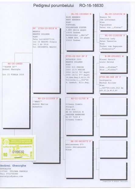 FEMELA PEDIGREE - P 03