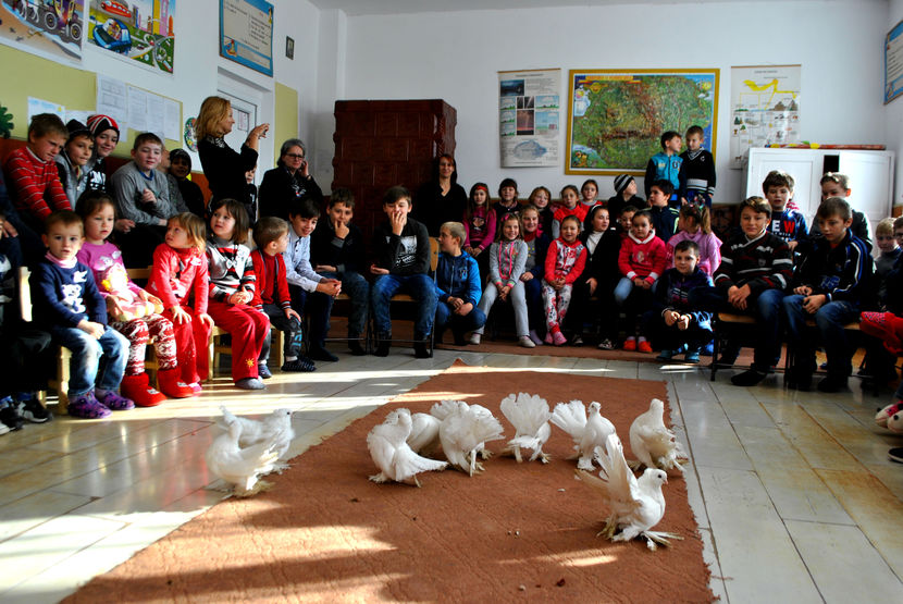 Scoala Vlasinesti - 01 PORUMBEI ALBI pentru nunti si botezuri