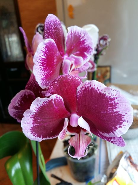  - Phalaenopsis2