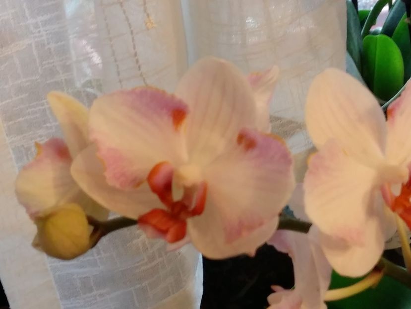  - Phalaenopsis2