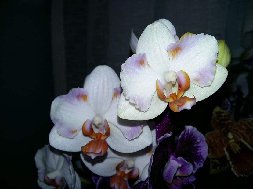  - Phalaenopsis2