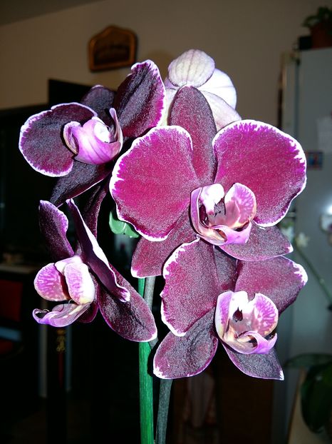  - Phalaenopsis2