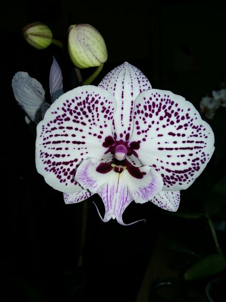  - Phalaenopsis2