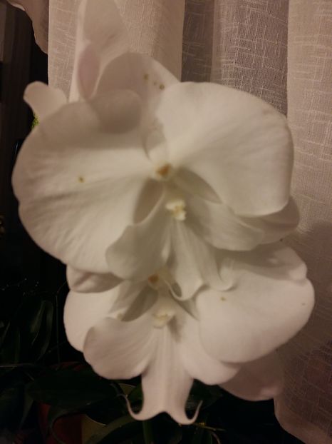  - Phalaenopsis2
