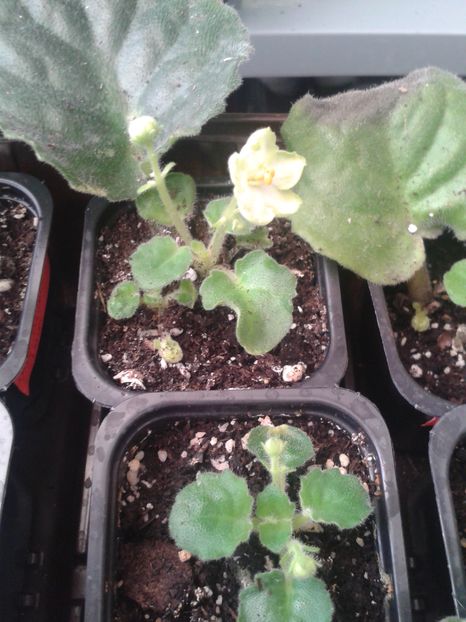 Pui MySensation 18 nov 2016