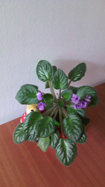 16.11.016 - Violete 2013---2020