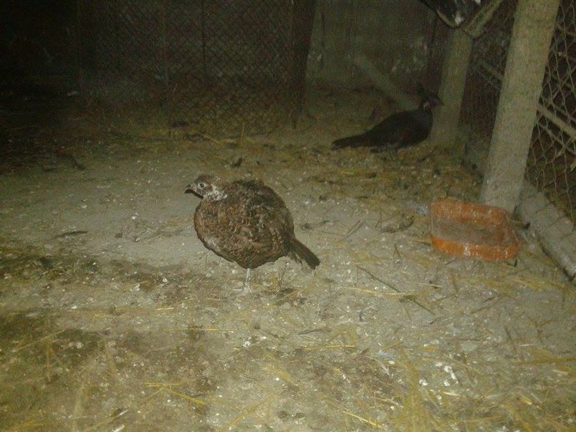 a (5) - D - cuibul uneia din fazanite gasita pe data de 07-07-2016