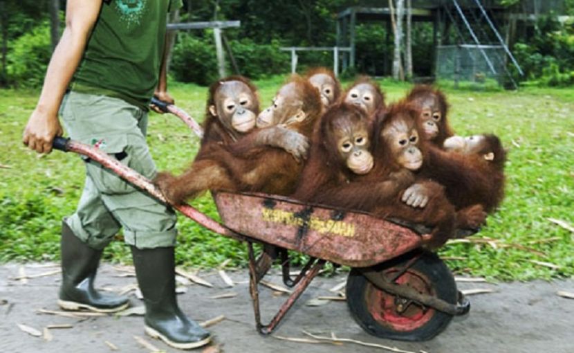 unde ne duce nebunul ăsta?!?