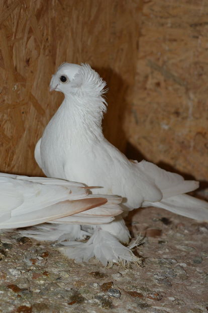 Pui 10062 2016 - Jucatori de Botosani Albi