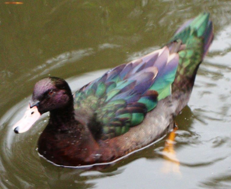 8741.duck - Hibrizi muscovy x mallard poze internet