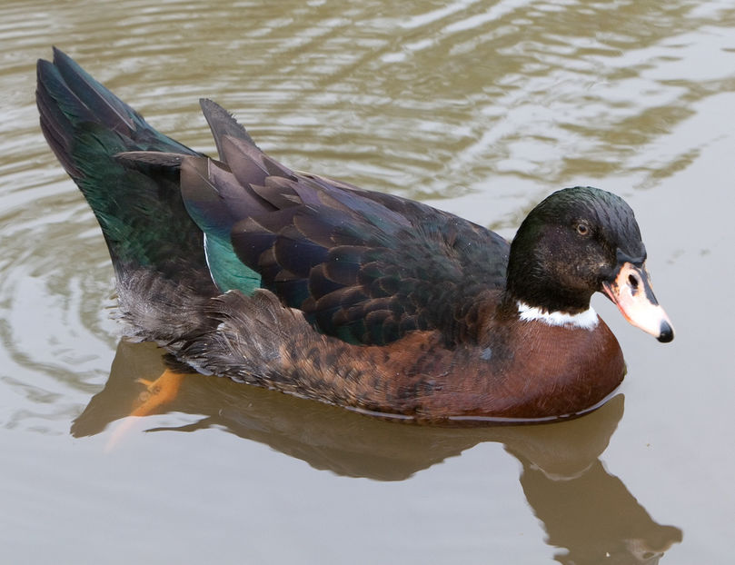 hibrid - Hibrizi muscovy x mallard poze internet