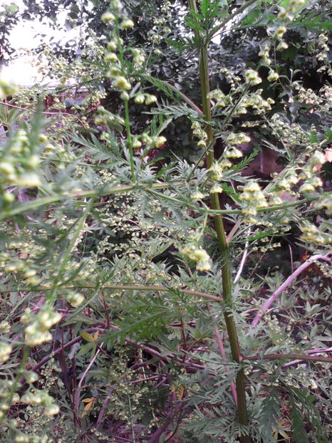  - ARTEMISIA ANNUA