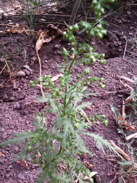  - ARTEMISIA ANNUA