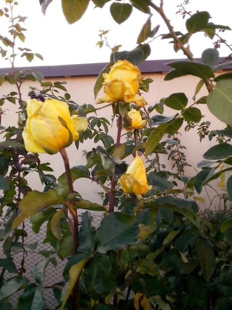 15129436_1075856839227476_3512324935883639268_o - 0 TRANDAFIRI 2016