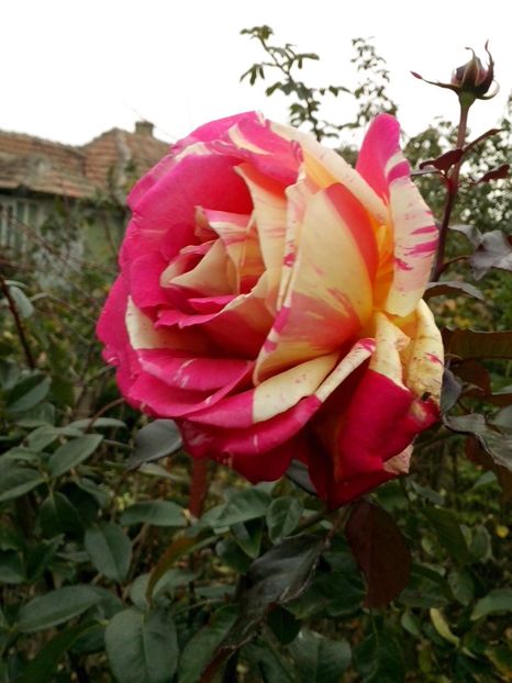 broceliande - 0 TRANDAFIRI 2016