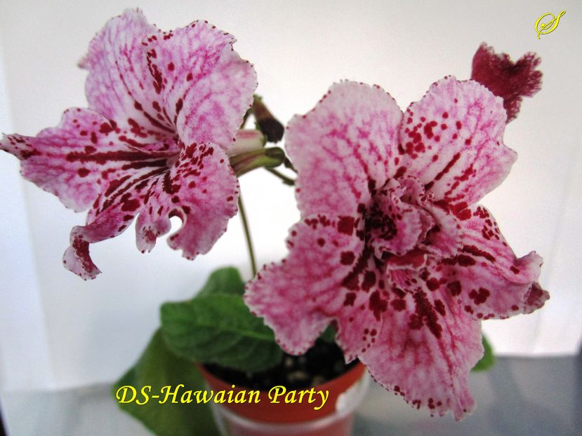 DS-Hawaian Party (19-11-2016) - Streptocarpusi 2016