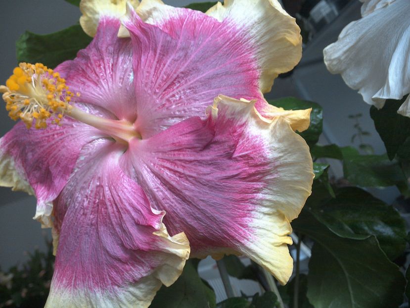 Night Runner - 0Hibiscus in colectie infloriti