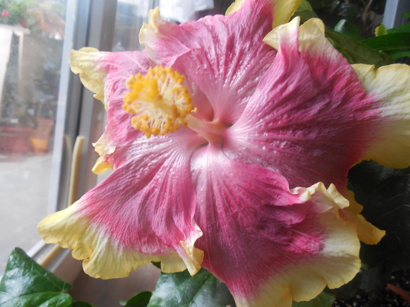  - 0Hibiscus in colectie infloriti