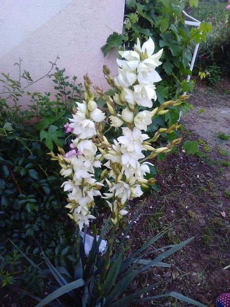 13434198_597461717107416_709888690_n - yucca