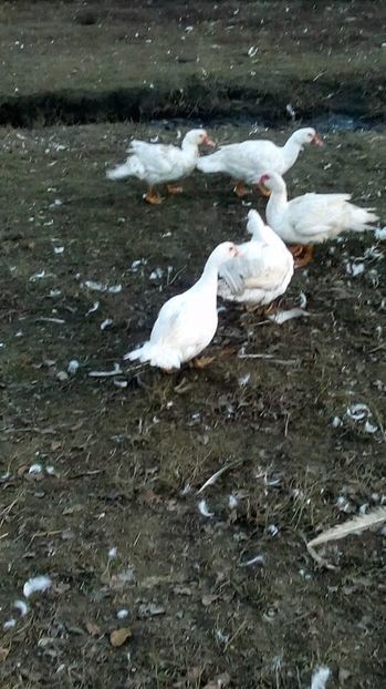 15086918_1628127234154770_480672981_n