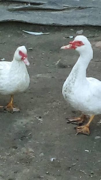 15086909_1628126787488148_1735511853_n