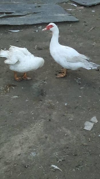 15151543_1628126620821498_241036037_n - Rate mute matca 2017