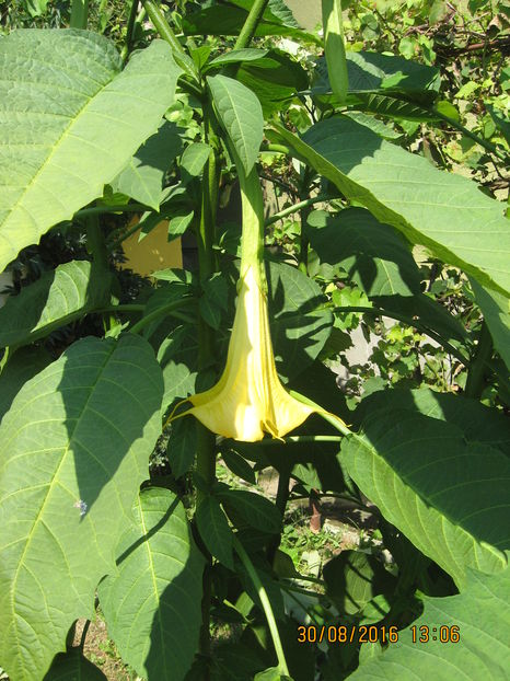 Picture 7095 - 3 BRUGMANSIA