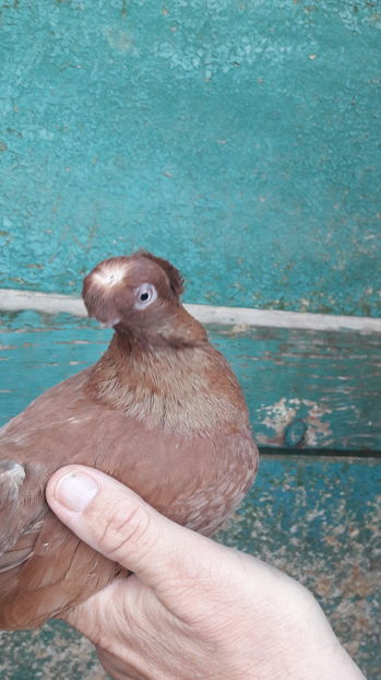  - jucatori de balti poze noi