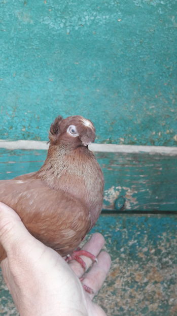  - jucatori de balti poze noi