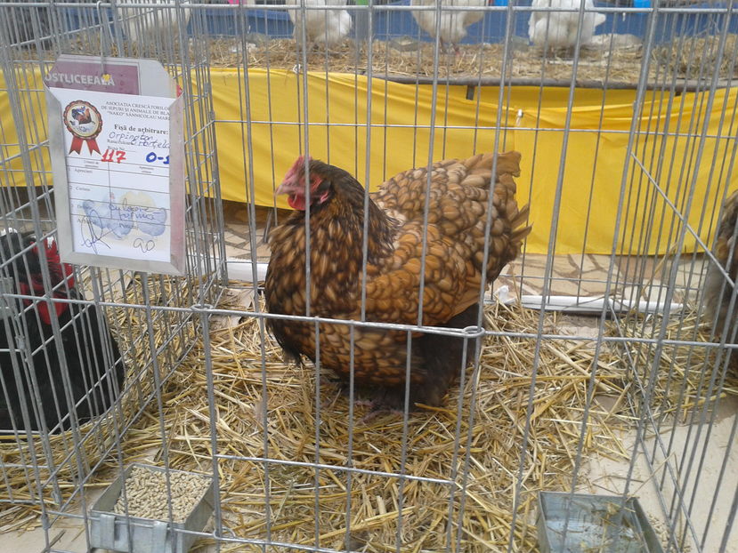 Fotografie0072 - 15---expozitie sannicolau mare 18 11 2016 20 11 2016