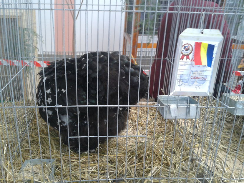 Fotografie0073 - 15---expozitie sannicolau mare 18 11 2016 20 11 2016