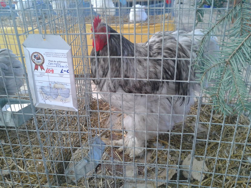 Fotografie0075 - 15---expozitie sannicolau mare 18 11 2016 20 11 2016