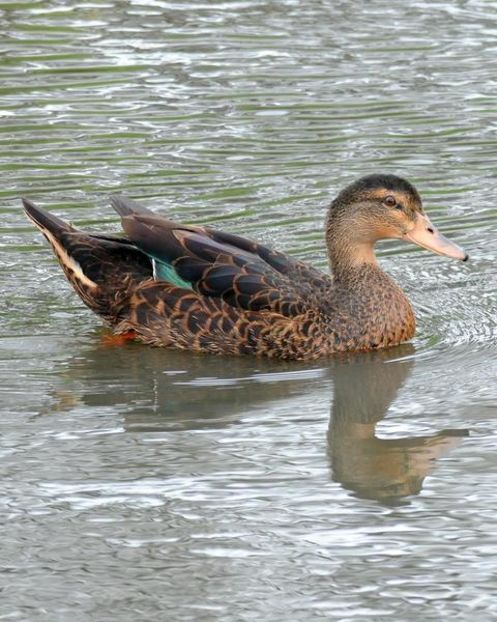 000178-399-20150221225105 - Hibrizi muscovy x mallard poze internet